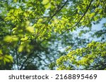 Image of fresh greenery and sunlight filtering through trees in early summer