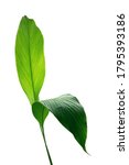 Small photo of Green leaves of turmeric (Curcuma longa) ginger medicinal herbal plant isolated on white background, clipping path included.