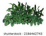 Tropical landscaping garden shrub with various types of green leaves plants, bush of lush foliage plant (Homalomena, Heliconia, Alocasia Chinese taro) isolated on white background with clipping path.
