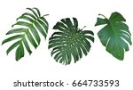 Tropical Leaves Set Isolated On ...