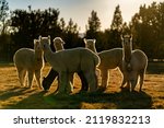 A Herd Of Backlit Alpacas At...