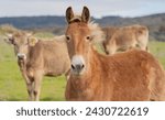 Young donkeys grazing in the...