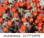 Small photo of close up of a beautiful flowering scarlet red claret cup cactus in the rocks in spring along the catalina highway near mount lemmon in northeast tucson in southern arizona