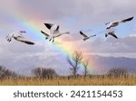 A  flock of  snow geese flying...