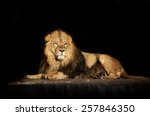 The dreamy look of a lying Asian lion, isolated on black background. 