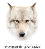 Wolf Face Free Stock Photo - Public Domain Pictures