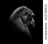 Gorilla Close Up Portrait...