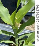 Small photo of Picture of disease on corn plants aged 2 weeks, there are lesions on the young leaves which result in browning to rot, usually this is caused by errors in spraying or unfavorable weather conditions.