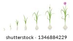 crop stages of garlic. growing... | Shutterstock .eps vector #1346884229