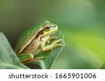 Juvenile Green Bell Frog...