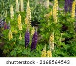 Yellow And Purple Lupins In The ...