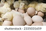 Small photo of A newborn chick emerges from the egg shell and hatches in the chicken hatchery.