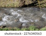 Small photo of a small torrent with waves flows through a meadow with trees in early springa small torrent with waves flows through a meadow with trees in early spring