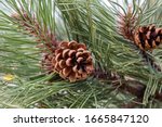 The Pine Cone And Branches