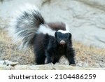 A Humboldt's Hog Nosed Skunk Is ...