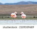 Small photo of Two Chilean Flamingo are looking to eachother in Patagonia