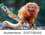 An endangered and rare Golden Lion Tamarin is curiously looking towards the left in a forest near Unamar, Rio de Janeiro State, Brazil