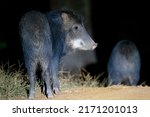 White Lipped Peccary Stands In...