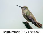 Sombre Hummingbird Sits On A...