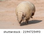 Small photo of A Southern Three-banded Armadillo is walking towards the camera in broad daylight on a sandy road in the Chaco of Paraguay