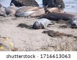 Elephant Seals On The Beach In...
