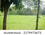 Small photo of trees in the selokan riverside or saluran irigasi di pinggir selokan mataram