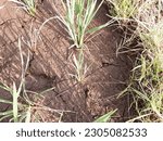 Small photo of Either the rice plant is full of weeds, gulma rumput penganggu tanaman padi di sawah, disebabkan tanah yang kurang air atau kering, tanaman padi kalah dari rumput, bahkan tanaman padi bisa mati gagal