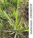 Small photo of Either the rice plant is full of weeds, gulma rumput penganggu tanaman padi di sawah, disebabkan tanah yang kurang air atau kering, tanaman padi kalah dari rumput, bahkan tanaman padi bisa mati gagal