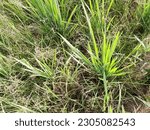 Small photo of Either the rice plant is full of weeds, gulma rumput penganggu tanaman padi di sawah, disebabkan tanah yang kurang air atau kering, tanaman padi kalah dari rumput, bahkan tanaman padi bisa mati gagal