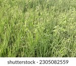 Small photo of Either the rice plant is full of weeds, gulma rumput penganggu tanaman padi di sawah, disebabkan tanah yang kurang air atau kering, tanaman padi kalah dari rumput, bahkan tanaman padi bisa mati gagal