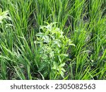 Small photo of Either the rice plant is full of weeds, gulma rumput penganggu tanaman padi di sawah, disebabkan tanah yang kurang air atau kering, tanaman padi kalah dari rumput, bahkan tanaman padi bisa mati gagal