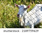 White goat behind the fence on a green grass background. Close-up