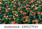Small photo of Flamingo flower or Pigtail Anthurium flower in the garden. Red Pigtail Anthurium flower cultivation