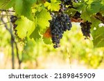 Bunch of red grapes in a vineyard on a sunny day.Summer season. High quality photo