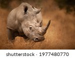 Small photo of Big Rhino in their natural habitat