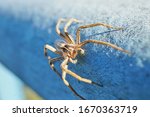 Macro Photo Of A Wolf Spider