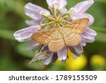 Small photo of Riband wave moth on a flower