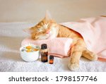 Sleeping Cat On A Massage Towel....