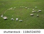 Small photo of White mushrooms form a circle called a fairy ring on a green lawn.