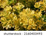 Small photo of Euonymus japonicus Ovatus Aureus or Japanese Spindle Bush colourful shrub with golden yellow and green variegated foliage