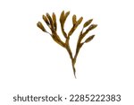 Fucus vesiculosus, bladder wrack, black tang, rockweed, sea grapes, bladder fucus, sea oak, cut weed, dyers fucus, red fucus 
or rock wrack brown seaweed isolated on white