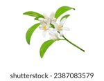 Small photo of White orange tree flowers, buds and leaves branch isolated on white. Calamondin citrus blossom bunch.
