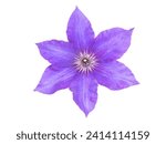 Purple clematis flower closeup...