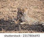 Small photo of The female cheetah with cubs. The family of cheetah (Acinonyx jubatus). young cheetah cuddles his mom