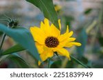 Sunflower Blossom In Flower...
