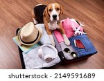 A beagle dog next to an open suitcase with clothes and vacation items. Summer travel, preparation for the trip, packing of luggage.