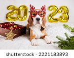 Small photo of Happy New Year and Merry Christmas 2023. A beagle dog in Christmas glasses is lying on a bed with helium balloons with the numbers 2023 new year, a box with toys for the Christmas tree.