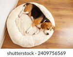 Cute dog beagle sleeps on a...