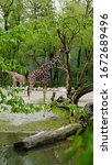 Two Giraffes Standing Between...