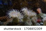 A Group Of White Sea Anemones...